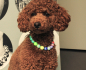 Preview: Glänzende Perlenkette für Hunde in Regenbogenfarben: Elastische Halskette in leuchtenden Farben