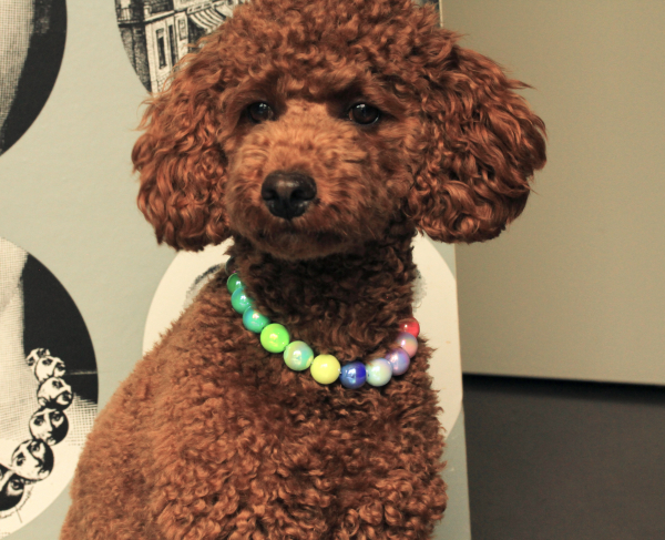 Glänzende Perlenkette für Hunde in Regenbogenfarben: Elastische Halskette in leuchtenden Farben