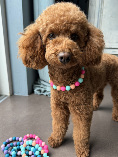 Perlenkette für Hunde in pastell: Elastische Halskette in leuchtenden Farben