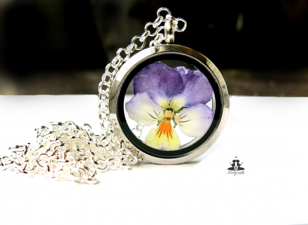 Hornveilchen im Medaillon